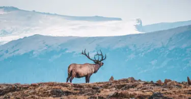 Landscape photo of snow-covered mountains, with a deer on a hill in the foreground.
