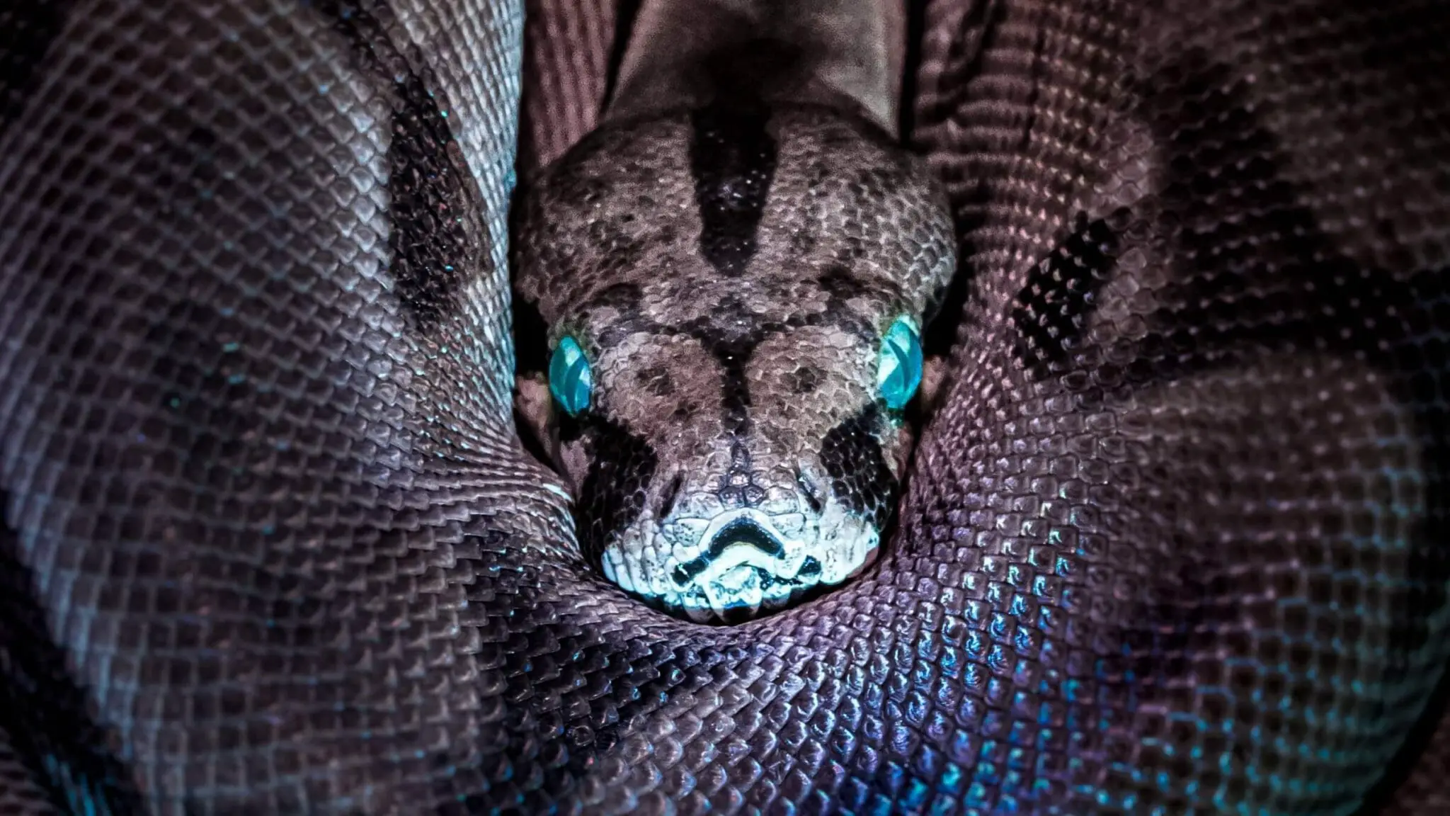 Coiled python snake with green eyes on head in center of body.