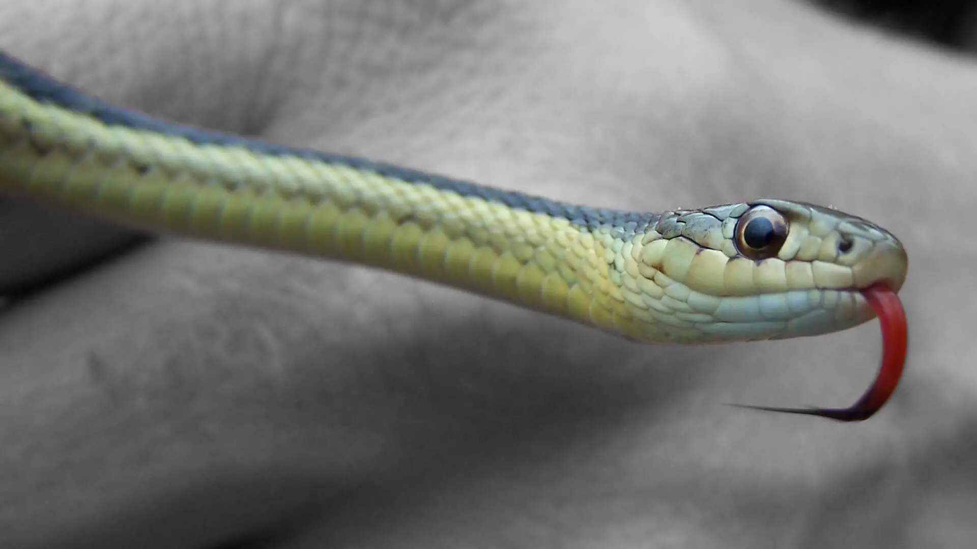 Small green snake with bright red tongue held in someone's hand.