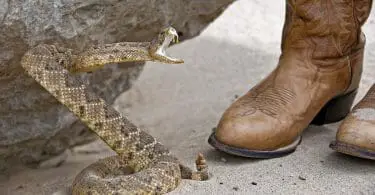 Snake about to strike. Buying snake proof boots can prevent serious injury.