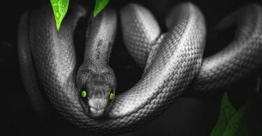 Smoke grey snake with vivid green eyes in a tree in the jungle.