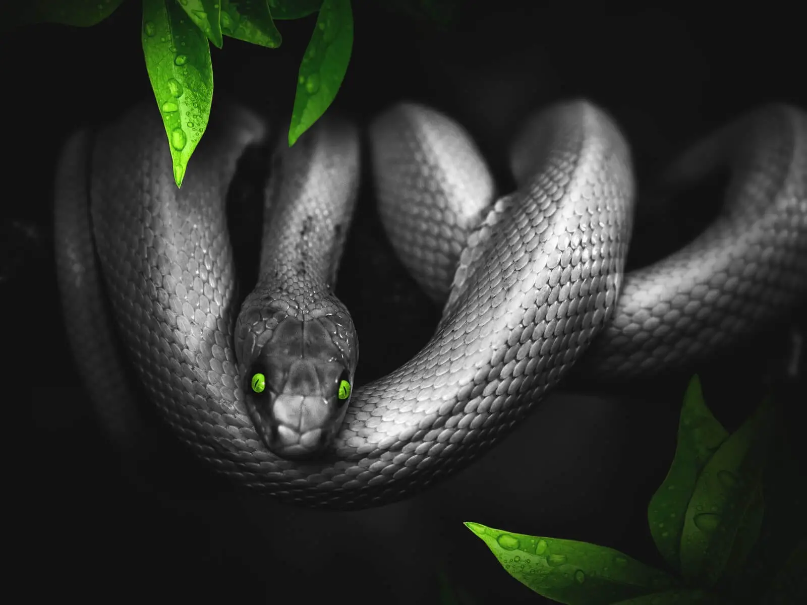 Smoke grey snake with vivid green eyes in a tree in the jungle.